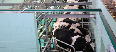 Rabobank opgeroepen te stoppen met leningen aan industriele vlees- en zuivelbedrijven om verergering klimaatcrisis te voorkomen