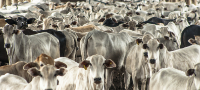 Dutch Banks: Cease Financing Industrial Livestock Farming