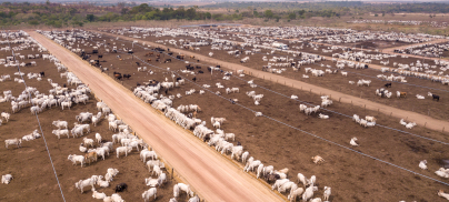Nederlandse Banken – Stop de Financiering van Industriële Veehouderij