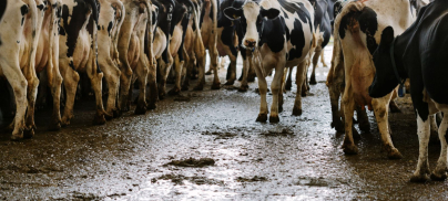 Meet the methane giants: Big Meat and Dairy