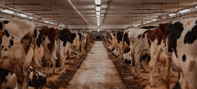 Press release – EU spends hundreds of times more subsidies on high-emissions beef and dairy than legumes and nuts