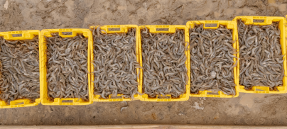 Europe’s Appetite for Cheap Industrial Shrimp is Wiping Ecuador’s Mangroves off the Map