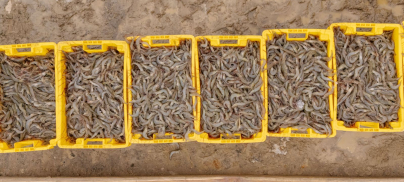 Europe’s Appetite for Cheap Industrial Shrimp is Wiping Ecuador’s Mangroves off the Map